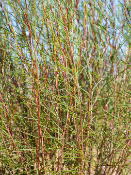 Close-up image of needle-like leaves of the rooibos bush or shrub which is harvested to make healthy organic caffeine-free red bush or rooibos tea. Location Clanwilliam, Western Cape. Vertical image