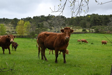 cows in the field © Margarida
