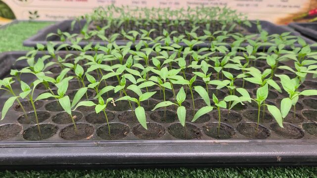Young chili seedlings sprout inside a black nursery plug tray. These healthy sprouts are ready for transplanting into larger containers to boost growth.