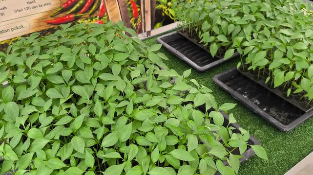Young chili seedlings sprout inside a black nursery plug tray. These healthy sprouts are ready for transplanting into larger containers to boost growth.
