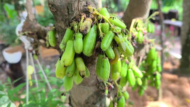 Clusters of fresh Averrhoa bilimbi hang on a tree branch. This sour fruit is a key ingredient in traditional Malay cuisine, adding natural acidity to dishes.