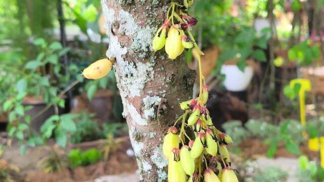 Clusters of fresh Averrhoa bilimbi hang on a tree branch. This sour fruit is a key ingredient in traditional Malay cuisine, adding natural acidity to dishes.