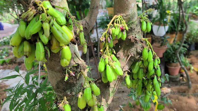 Clusters of fresh Averrhoa bilimbi hang on a tree branch. This sour fruit is a key ingredient in traditional Malay cuisine, adding natural acidity to dishes.