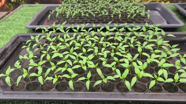 Young chili seedlings sprout inside a black nursery plug tray. These healthy sprouts are ready for transplanting into larger containers to boost growth.