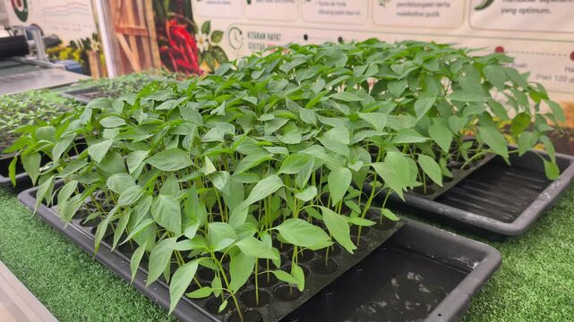 Young chili seedlings sprout inside a black nursery plug tray. These healthy sprouts are ready for transplanting into larger containers to boost growth.