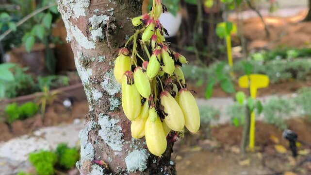 Clusters of fresh Averrhoa bilimbi hang on a tree branch. This sour fruit is a key ingredient in traditional Malay cuisine, adding natural acidity to dishes.