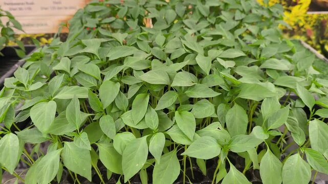 Young chili seedlings sprout inside a black nursery plug tray. These healthy sprouts are ready for transplanting into larger containers to boost growth.