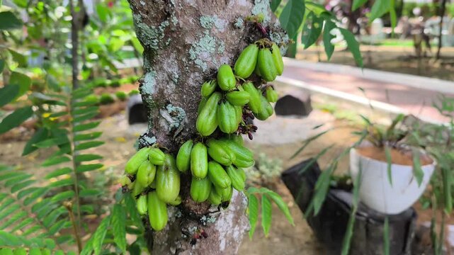 Clusters of fresh Averrhoa bilimbi hang on a tree branch. This sour fruit is a key ingredient in traditional Malay cuisine, adding natural acidity to dishes.