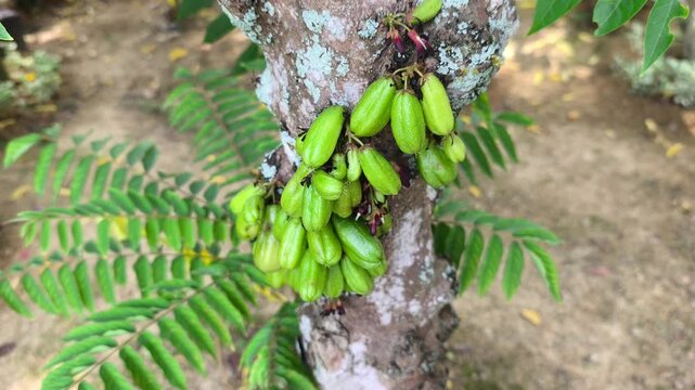 Clusters of fresh Averrhoa bilimbi hang on a tree branch. This sour fruit is a key ingredient in traditional Malay cuisine, adding natural acidity to dishes.