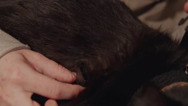 Close up of hands carefully clipping black cat fur with small scissors focusing on precise grooming action. Hands hold clip and work steadily to trim loose hair strands around neck area
