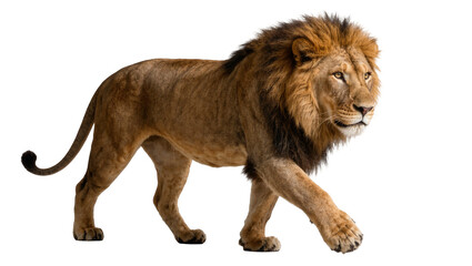 Majestic male lion with full mane walking, isolated on transparent background © aonix