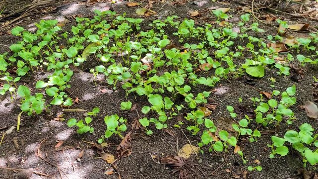 Young Kava plant crop growing in soil garden bed in forest on tropical island in Fiji, South Pacific