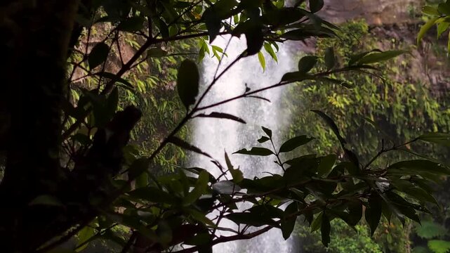 Scenic glimpse of Tavoro Waterfall through trees in Bouma National Heritage Park on Taveuni Island in Fiji, South Pacific