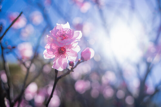 Sunlit pink spring blossom cluster backlit by bright sunlight in Perth, Western Australia
