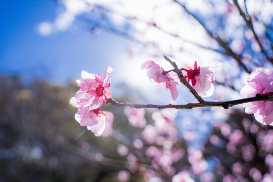 Close-up of vibrant pink spring blossoms on tree branch with soft background bokeh in Perth