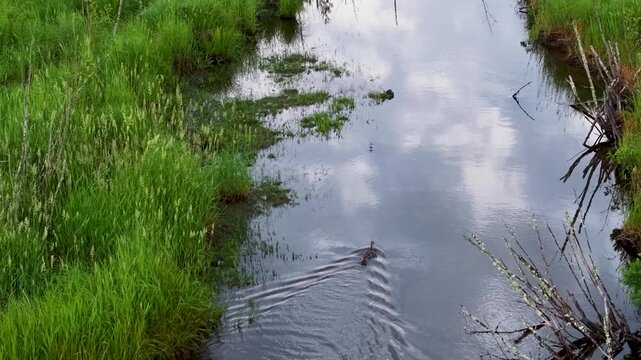 A brown duck paddles along a narrow marsh channel bordered by thick bright grass and dead twigs near Hessel Michigan.