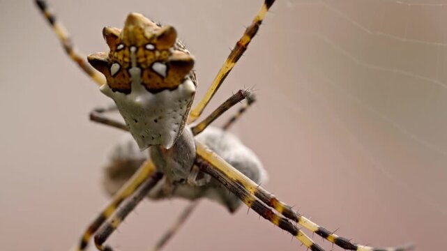 Close up of a silver Argiope spider resting on its delicate web. Striped legs and a patterned body stand out against the softly blurred background in nature.
