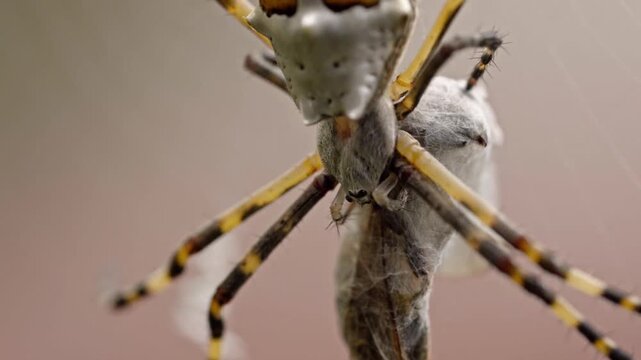 Close up shows spider gripping and wrapping captured prey in silk web. Detailed legs and webbing reveal natural hunting behavior in outdoor habitat against soft natural background.