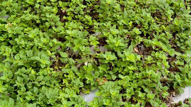 Basin leaves groww in garden