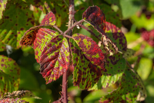 Colorful autumn blackberry leaves on a thorny stem