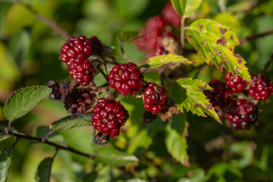 Wild red blackberries ripening on a bramble bush