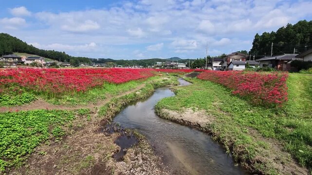 彼岸花の咲く用水路 里山の秋の風景 4K実写