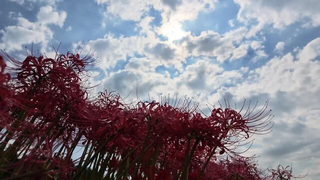 青空を背景に見上げた彼岸花 ローアングル 4K実写