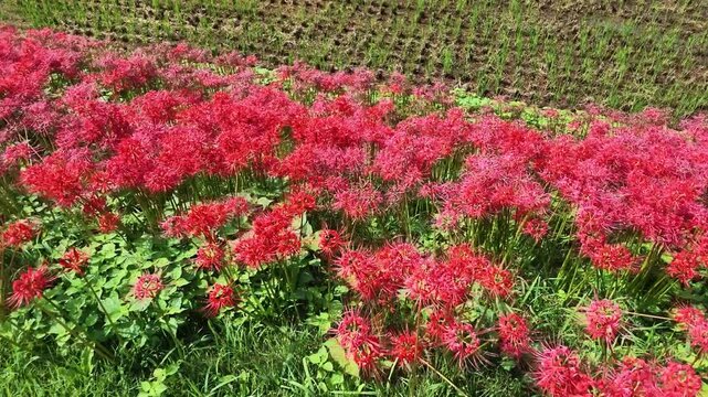 一面に咲く彼岸花と畑 秋の農村風景 4K実写