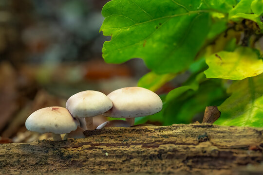 Small wild mushrooms growing on a decaying log in autumn forest