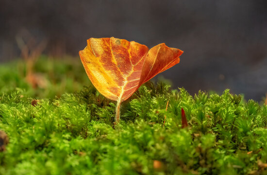Single autumn leaf standing in green moss