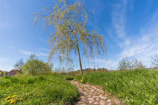 Stone path leading to a willow tree by a scenic lake