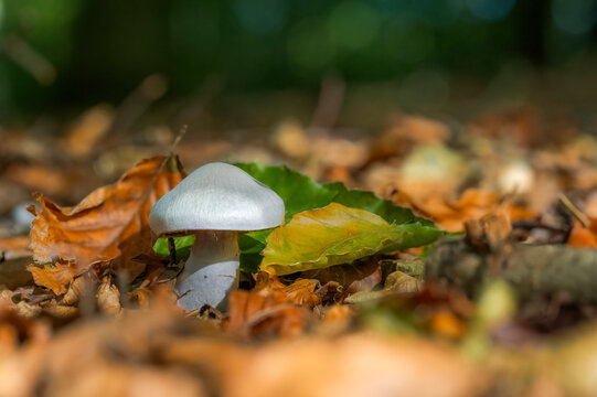 Solitary pale wild mushroom on autumn forest floor