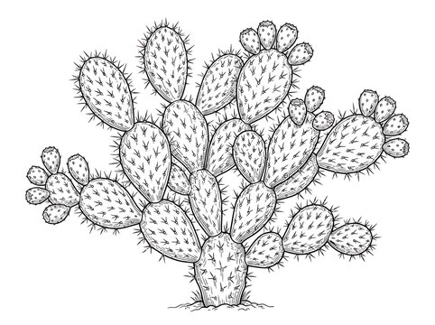Hand drawn vintage botanical illustration of a prickly pear cactus succulent plant.