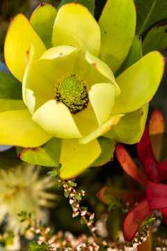 Leucadendron (conebush) in colourful floral bouquet