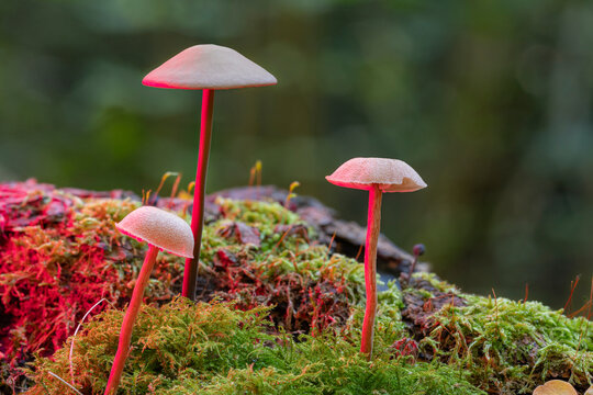 Small delicate wild mushrooms growing in green forest moss