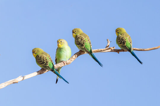 4 Wild Green Budgies, Melopsittacus undulatus, of the Ashburton River, Pilbara, WA