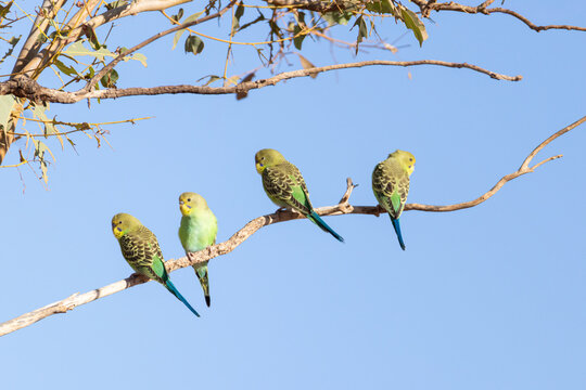 4 Green & Yellow Wild Budgies on a Gum Tree Branch,(Melopsittacus undulatus) in Onslow, Pilbara, WA