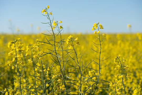 Detailed view of blooming canola stems against a golden field