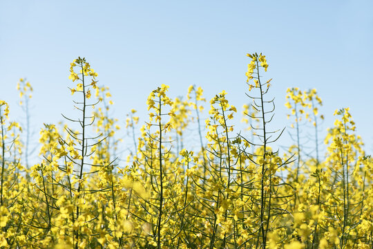 Tall yellow canola flowers reaching toward a clear sky
