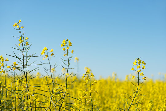 Isolated yellow canola flower heads against a bright blue sky