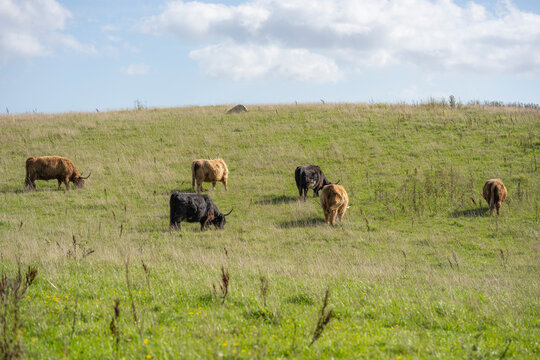 Galloway cattle grazing on a green pasture under a blue sky