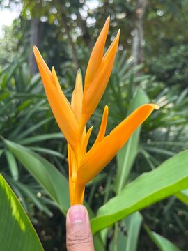 bird of paradise
