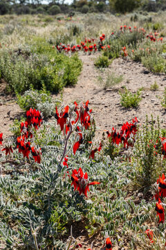 red Sturt's desert pea in flower vertical