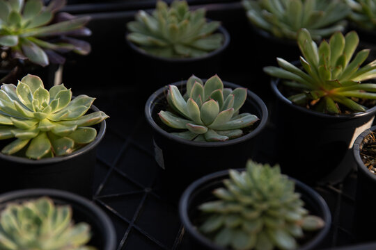 Rows of small potted succulents sit neatly arranged in warm afternoon light