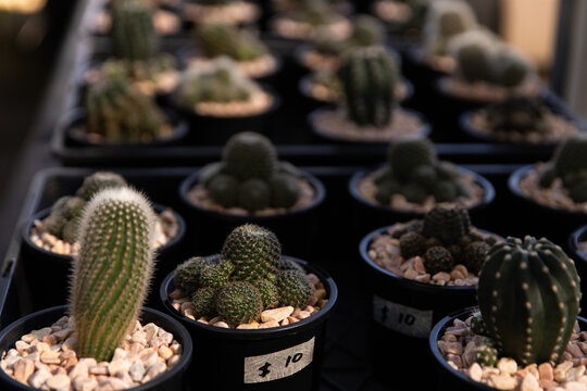 Rows of small potted cacti are neatly arranged on a market display