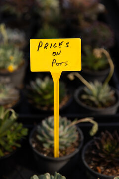 Handwritten text &ldquo;Prices on pots&rdquo; sign among rows of small potted succulents at a market stall
