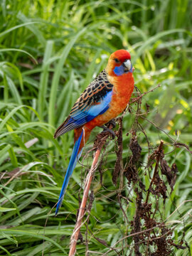 rosella perched on branch