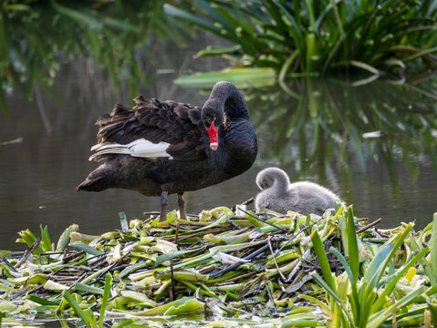 mother swan and cygnet on nest preening