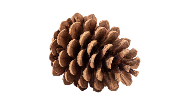 Rustic dry pinecone close up, natural brown pine cone object, autumn winter seasonal decor element isolated PNG with Transparent Background