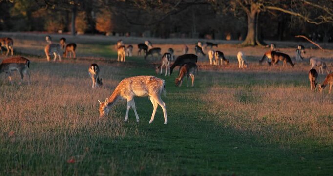 Deer herd grazing in an autumn meadow at golden hour, warm sunset light bathing fallow deer with antlers among grasses and trees, serene wildlife scene in sunset park